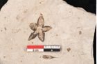 Foto (Detailansicht) von Plantae indet.  (NHMW-GEO-2024-0188-11558)